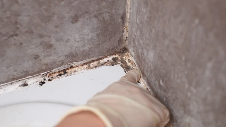 Mold Remediation for Rental Properties in Crooked River Ranch, OR